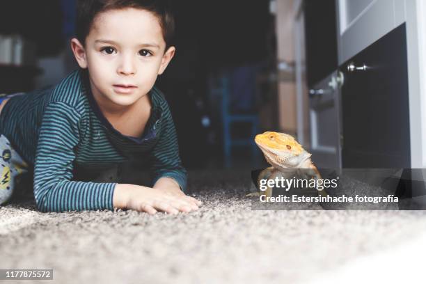 photograph of a little boy next to his pet: a bearded dragon, who stares at him - bearded dragon - fotografias e filmes do acervo