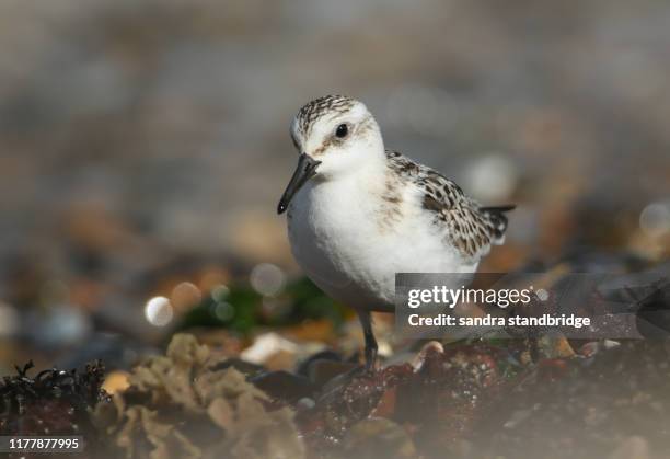 a stunning sanderling (calidris alba) searching for food along the shoreline at high tide. - piovanello tridattilo foto e immagini stock