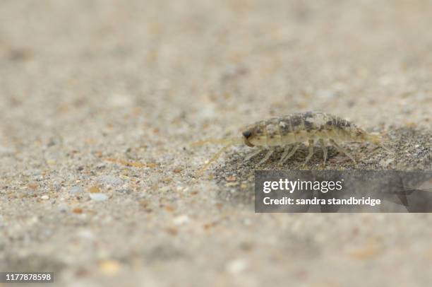 a sea slater, walking along a beach in kent, uk. - lausd stock-fotos und bilder