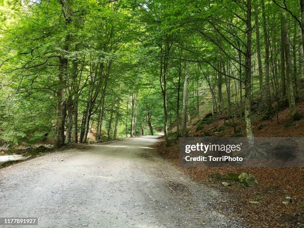 country gravel road through beech forest - col photos et images de collection