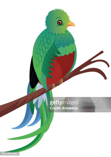 quetzal birds - quetzal stock-grafiken, -clipart, -cartoons und -symbole