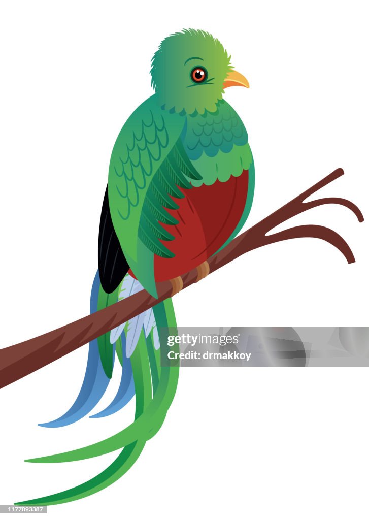 Quetzal Birds