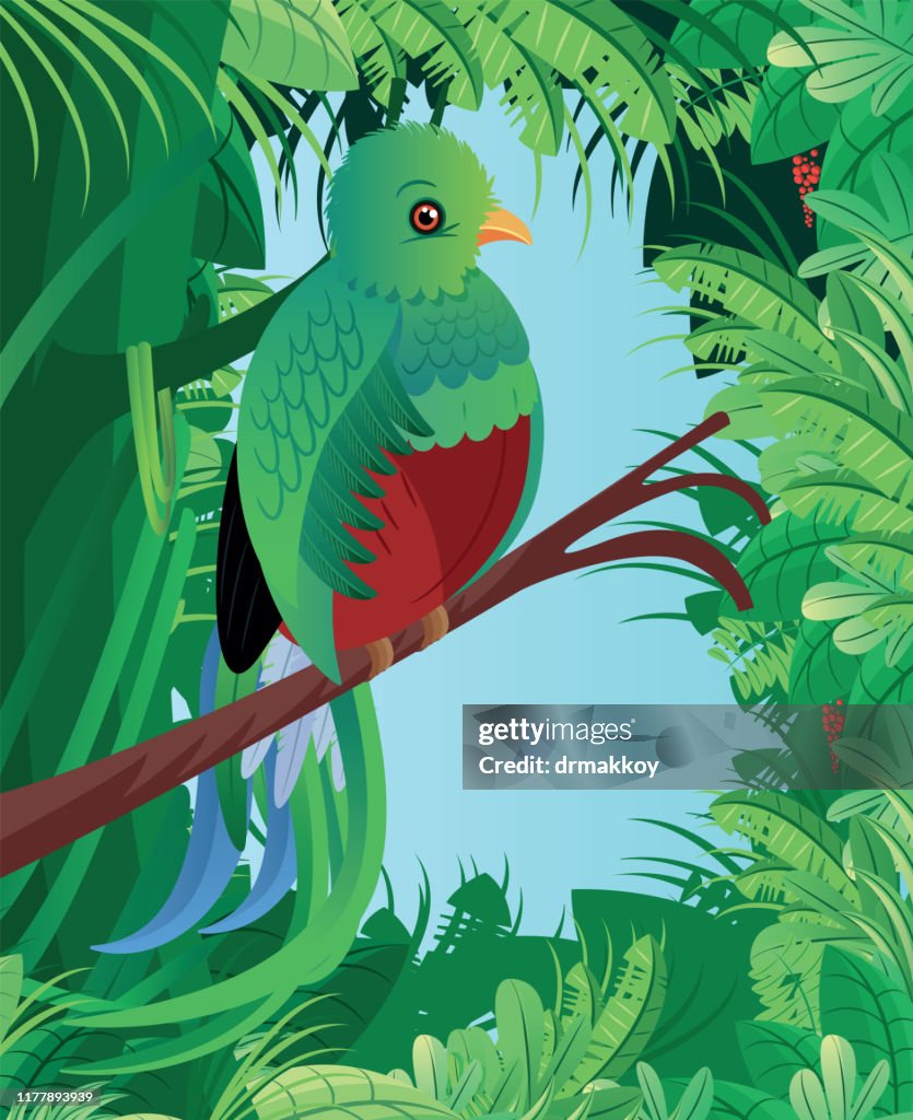 Quetzal Birds