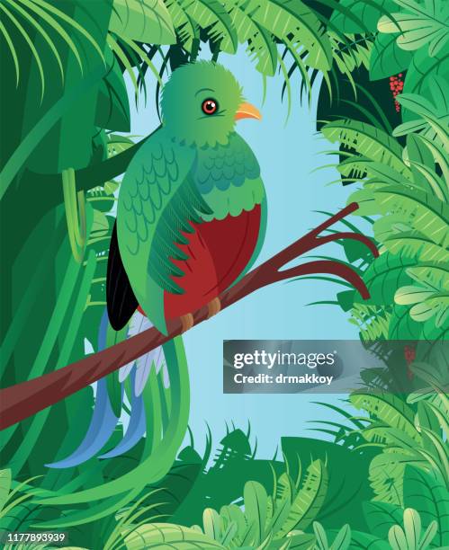 quetzal birds - puerto quetzal guatemala stock illustrations