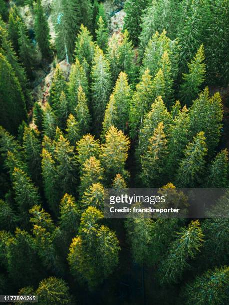 kiefernwald in der schweiz - fichte stock-fotos und bilder