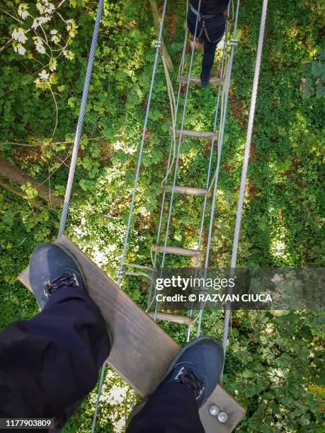 Tree Top Canopy Adventure Photos and Premium High Res Pictures - Getty ...