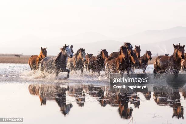 rebaño de caballos salvajes corriendo en el agua - animales salvajes fotografías e imágenes de stock