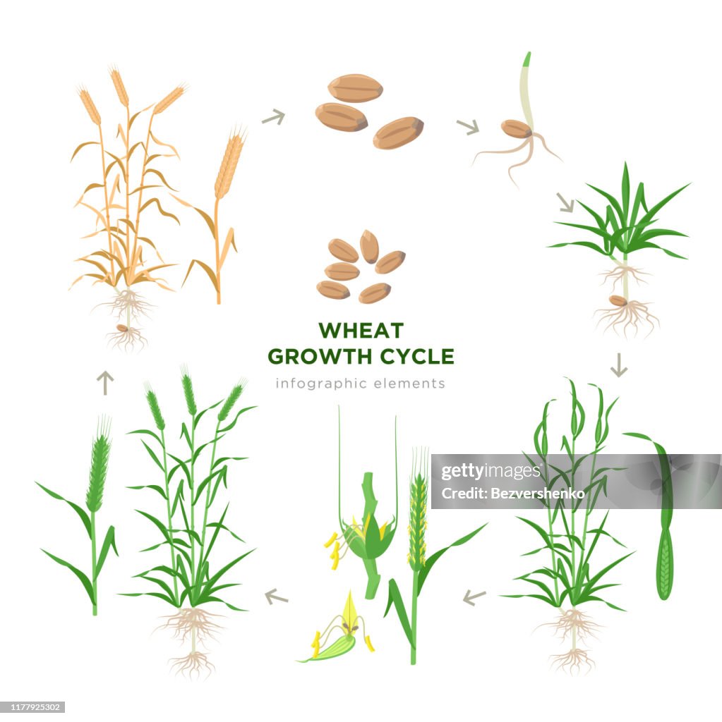 Wheat Process Wheat Growing Stages Life Cycle Of Wheat Plant Infographic Elements In ...