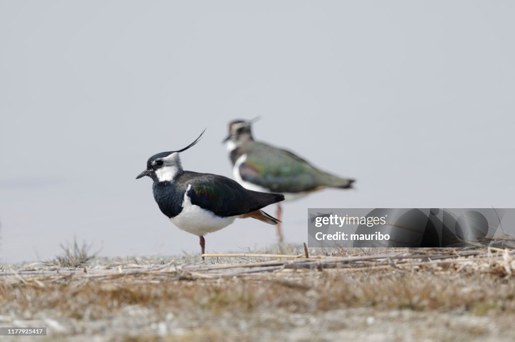 Lapwing (Vanellus vanellus)