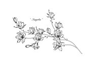 Magnolia flower drawings.