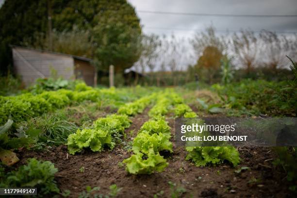 This picture shows vegetables in a biological farm in Mont-Saint-Aignant, near Rouen, on october 24, 2019. - Following the fire at the Lubrizol...