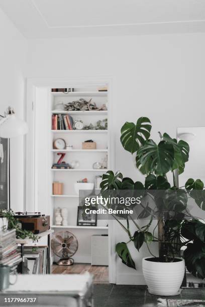 large monstera plant in living room - monstera foto e immagini stock