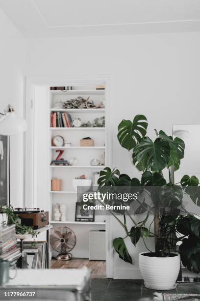 large monstera plant in living room - monstera imagens e fotografias de stock