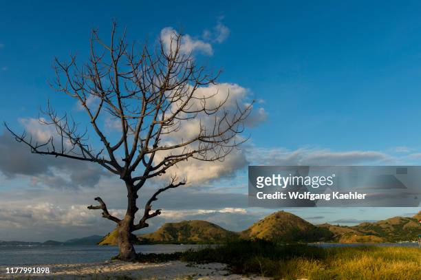 Tree on the beach of Kelor Island, which is a secluded island about 10 kilometers away from Labuan Bajo, Flores, and near Komodo Island, Komodo...