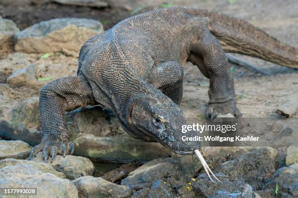 Komodo dragon at a waterhole in the forest on Komodo Island, part of Komodo National Park, Indonesia.