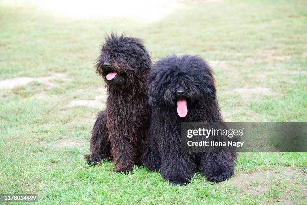 hungarian puli dogs - puli stockfoto's en -beelden