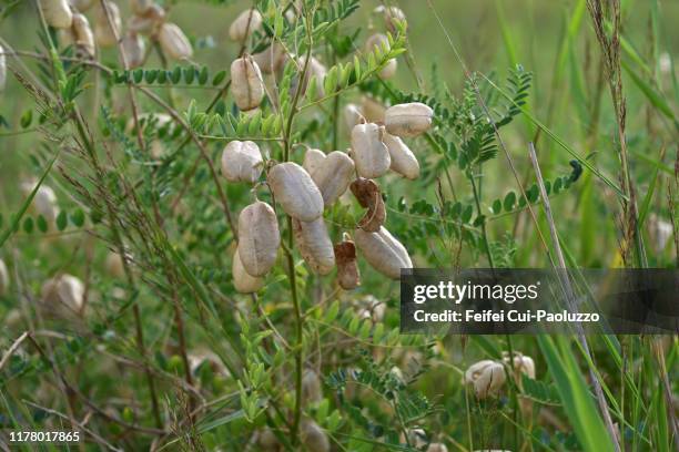 close-up of astragalus propinquus schischkin plant and seed pot - astragalus stock-fotos und bilder