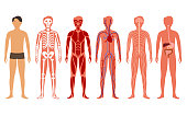Cartoon Color Human Body Anatomy Set. Vector