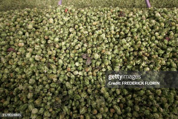 Vue de cônes de houblon stockés dans un élément de séchoir géant, le 07 septembre 2004, lors de la récolte annuelle dans le village de...