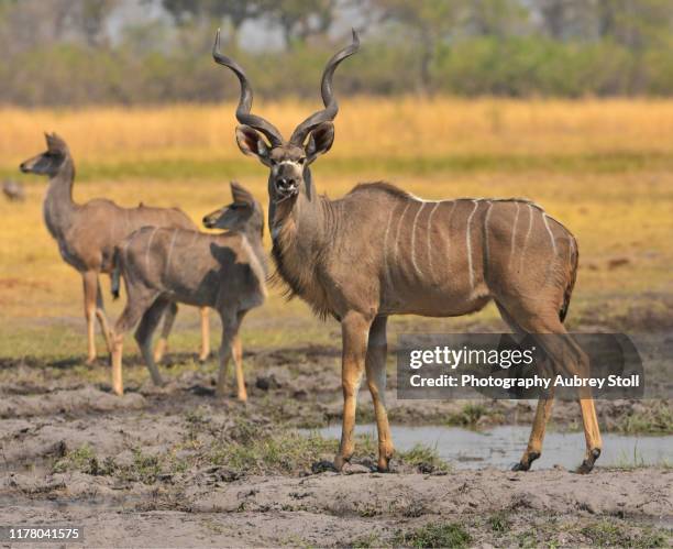 kudu in moremi game reserve - moremi wildlife reserve - fotografias e filmes do acervo