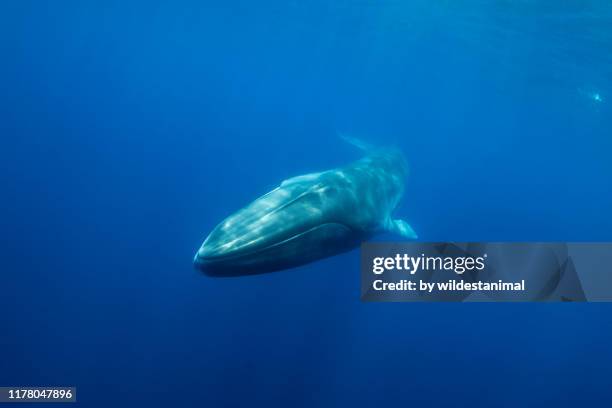 fin whale, balaenoptera physalus, close view as it swims to the camera, atlantic ocean, pico island, the azores. - blue whale stockfoto's en -beelden