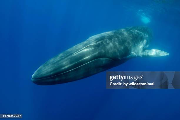 fin whale, balaenoptera physalus, close view as it swims to the camera, atlantic ocean, pico island, the azores. - blauwe vinvis stockfoto's en -beelden