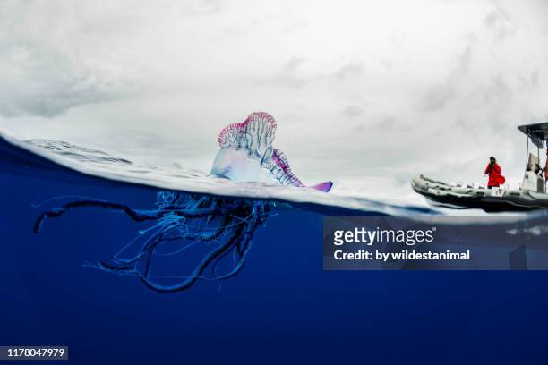 portuguese man o war floating on the surface, split shot, atlantic ocean, pico island, the azores, portugal. - whale watching photos et images de collection