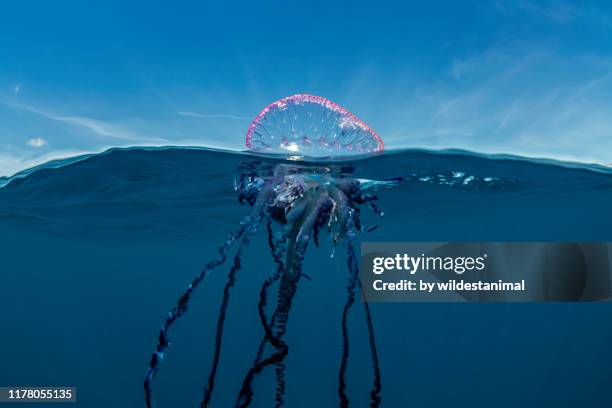 portuguese man o war floating on the surface, split shot, atlantic ocean, pico island, the azores, portugal. - bedrohte tierart stock-fotos und bilder