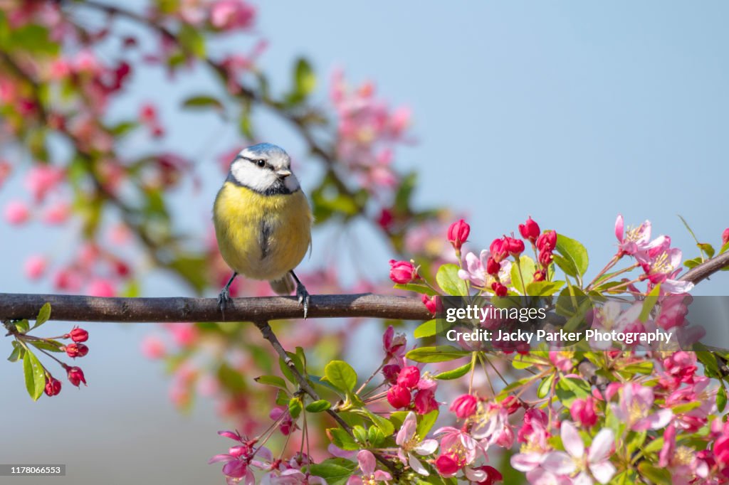 Eurasian blue tit garden bird perched on the branch of a spring flowering Crab Apple tree with blossom