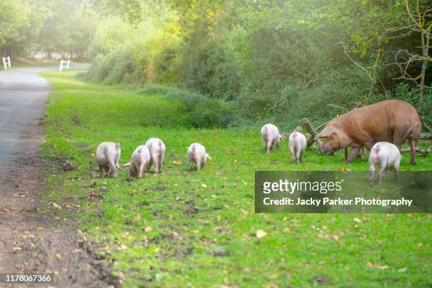 domestic pigs released in the new forest national park, hampshire, uk to eat the acorns, a practise known as pannage - pig snout stock-fotos und bilder