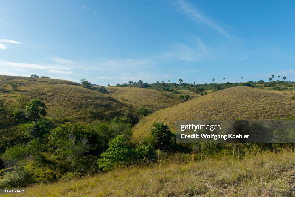 The savannah like hilly landscape of Rinca Island, part of...