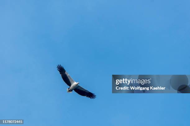 The white-bellied sea eagle , also known as the white-breasted sea eagle, is flying over Gili Banta , an ancient, uninhabited, partially submerged...