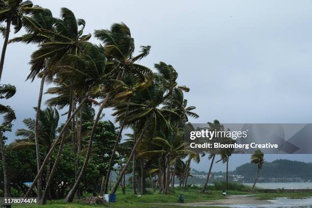 palm trees hit by tropical storm karen - business flood stock pictures, royalty-free photos & images