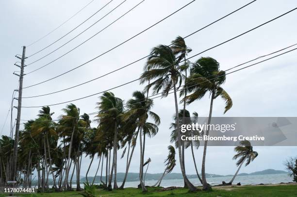 palm trees hit by tropical storm karen - puerto rico palm tree stock pictures, royalty-free photos & images