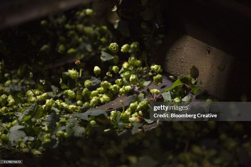 Greens Hops On A Conveyor Belt