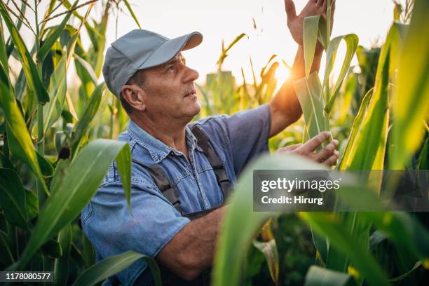 milho de exame envelhecido médio do fazendeiro - farm worker - fotografias e filmes do acervo