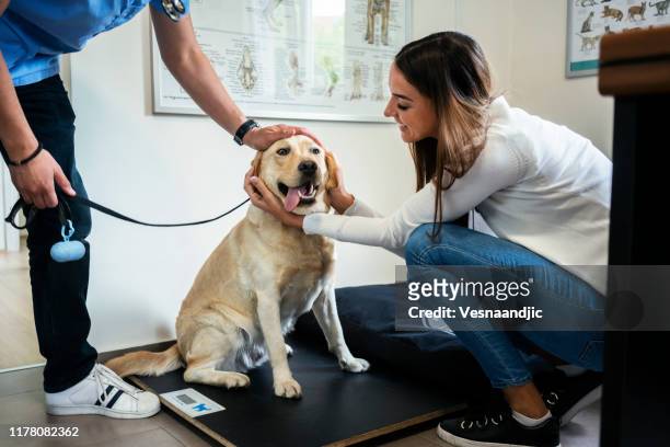 veterinarian life - animal scale stock pictures, royalty-free photos & images