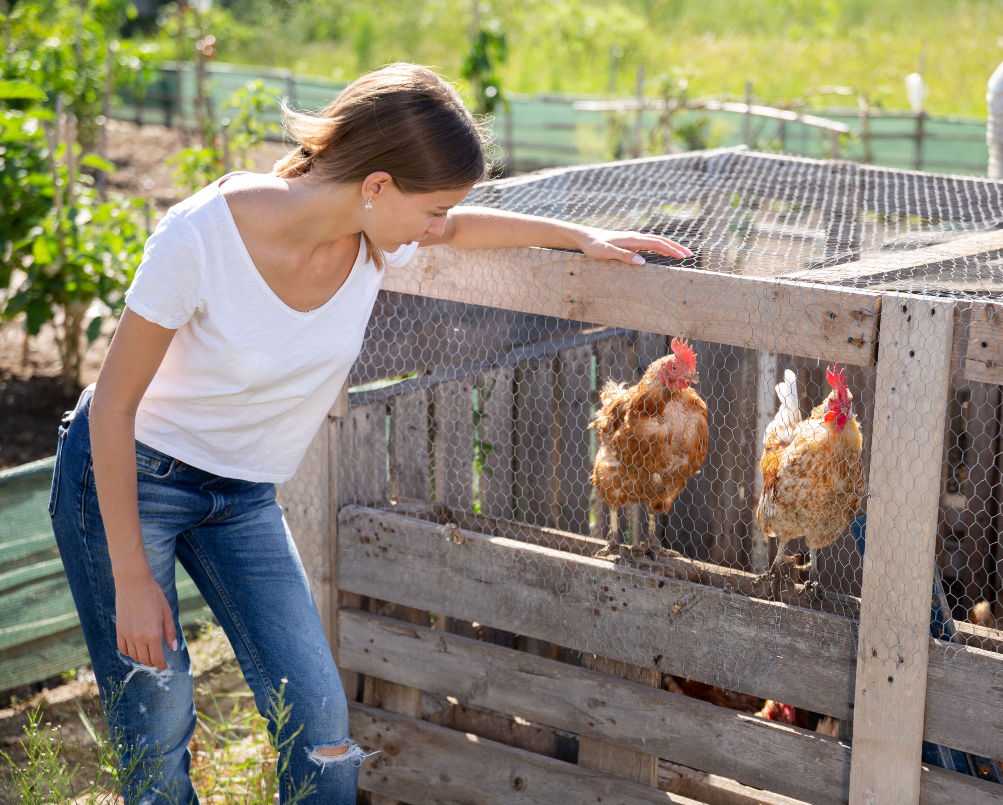 Farmer woman feeding chikens in a hen house Farmer woman feeding chikens in a hen house