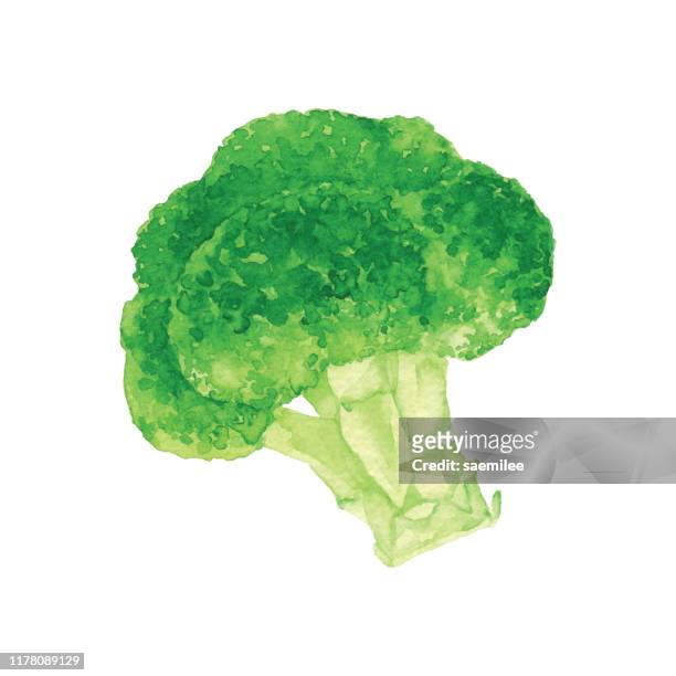 ilustrações, clipart, desenhos animados e ícones de brócolis da aguarela - brócolis