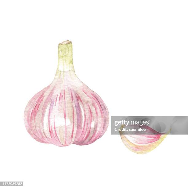 ilustrações, clipart, desenhos animados e ícones de alho da aguarela - garlic clove