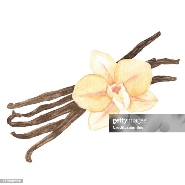 ilustrações, clipart, desenhos animados e ícones de baunilha da aguarela - vanilla