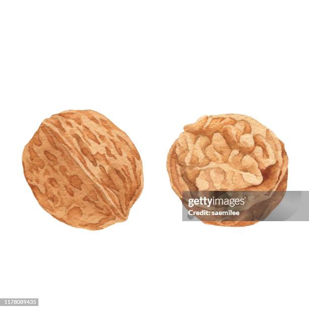 392点のクルミイラスト素材 Getty Images 392点のクルミイラスト素材 Getty Images