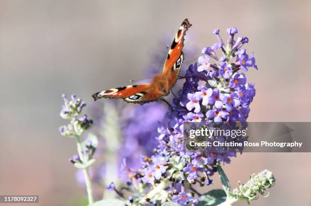 the peacock and the honey bee - butterfly bush stock pictures, royalty-free photos & images