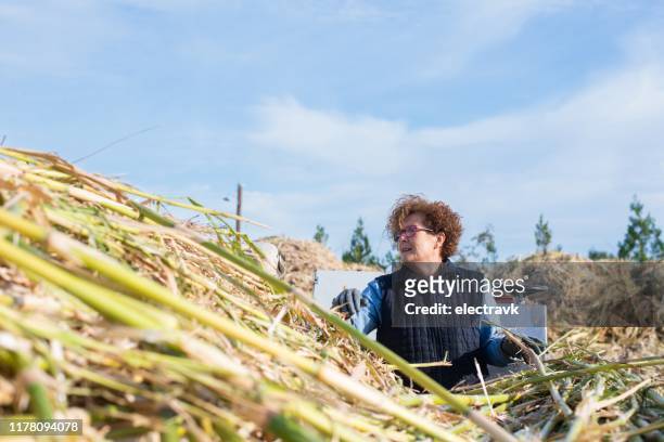 female farmer working hard during harvest - mental toughness stock pictures, royalty-free photos & images
