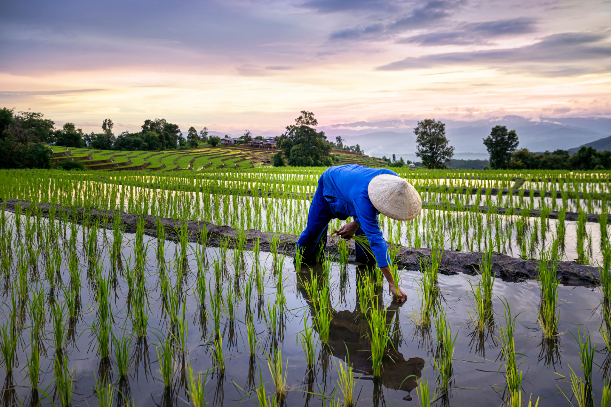 thai agriculture