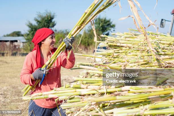 fermier féminin travaillant dur pendant la récolte - sugar cane field photos et images de collection