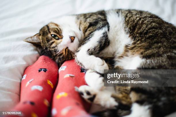 cat on a bed and feet of a person - sock feet stock pictures, royalty-free photos & images