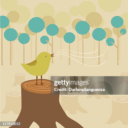 Reforestation Reforestation