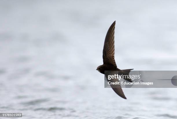 Swift, Apus apus, in flight, Norfolk UK.