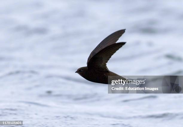 Swift, Apus apus, in flight, Northumberland UK.